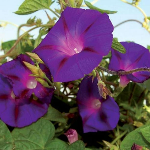 Purple Color Morning Glory Flower Plant Seeds Climbing Flower Plants Seed 10 Pcs Purple Color Morning Glory Flower Plant Seeds Climbing Flower Plants Seed 10 Pcs
